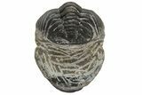 Wide, Curled Morocops Trilobite - Morocco #224216-2